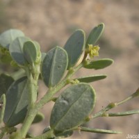 Synostemon bacciformis (L.) G.L.Webster